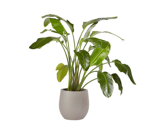 Rosen Planter