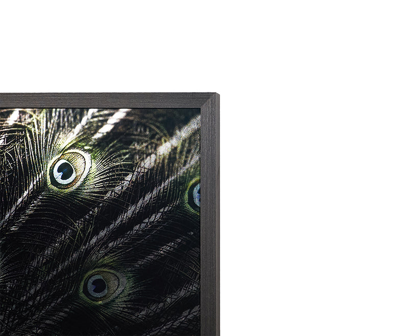 Brilliant Plumage 72" X 48" Charcoal Frame